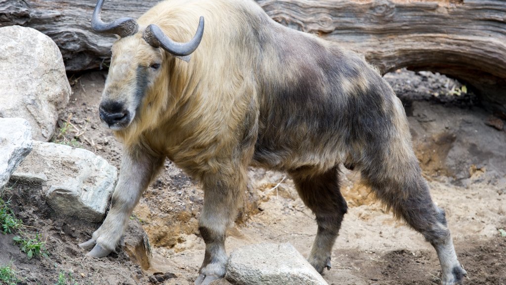 Takin_Standing_(22221570730)