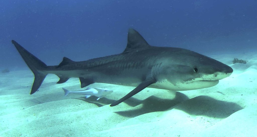 1920px-Tigershark3