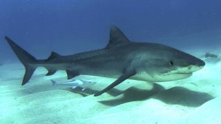 1920px-Tigershark3