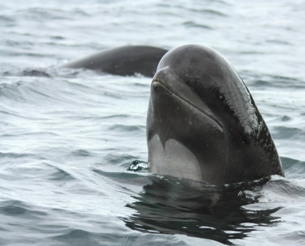 Pilot_whale_spyhop