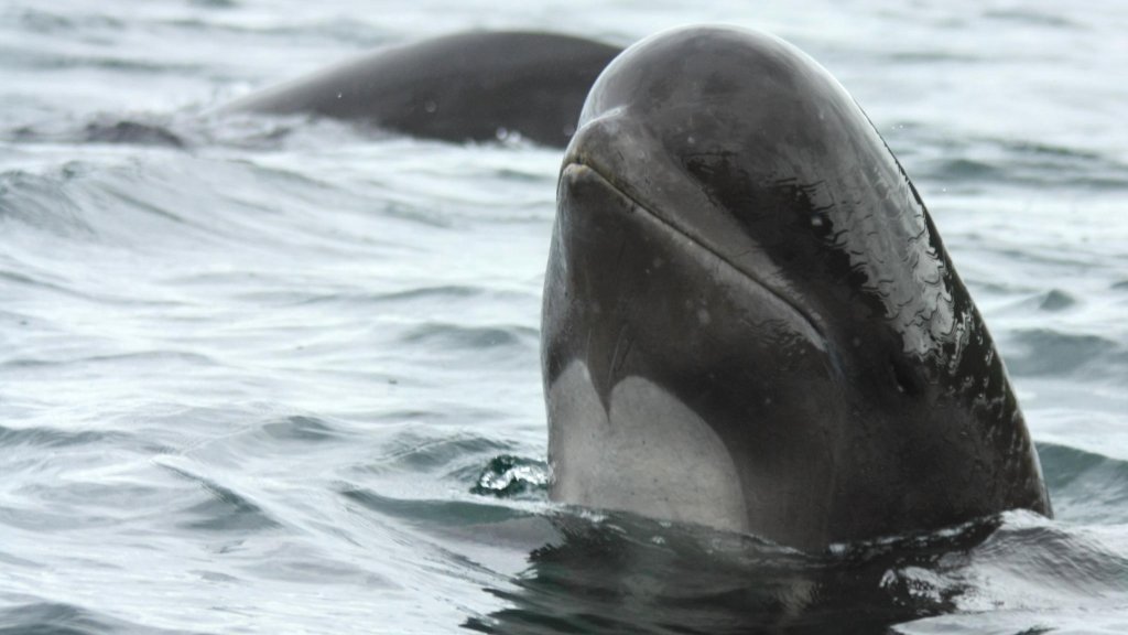 Pilot_whale_spyhop