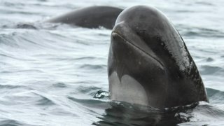 Pilot_whale_spyhop