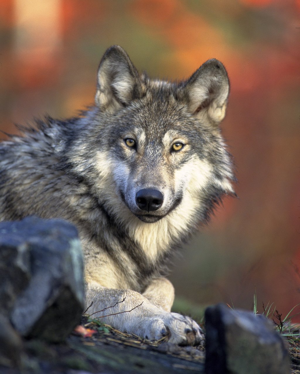 Front_view_of_a_resting_Canis_lupus_ssp