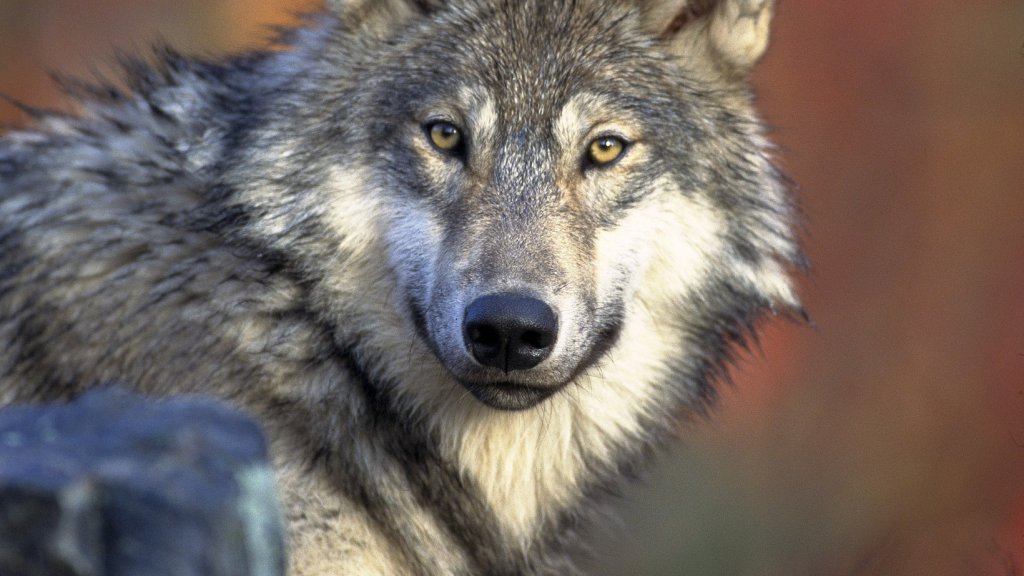 Front_view_of_a_resting_Canis_lupus_ssp