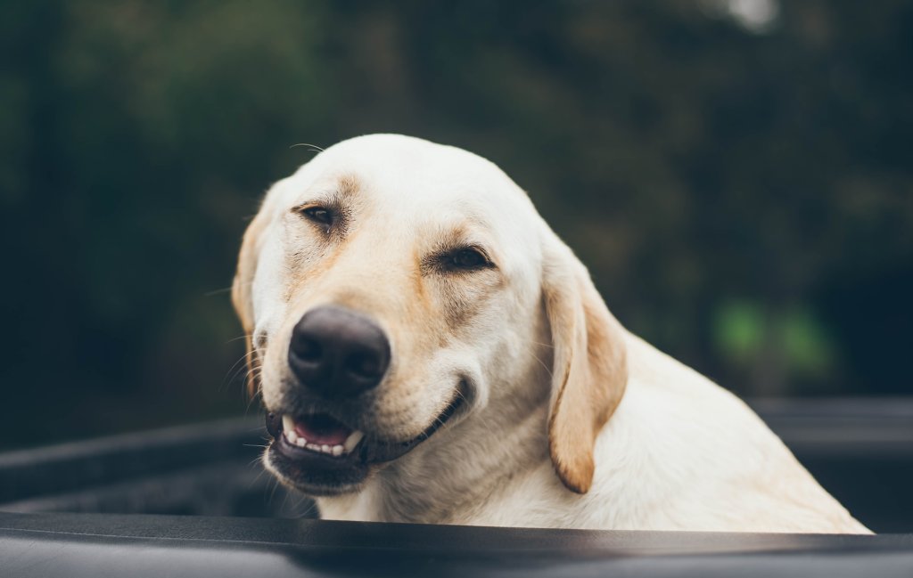 jonathan-daniels-CdVG9f96kyg-unsplash