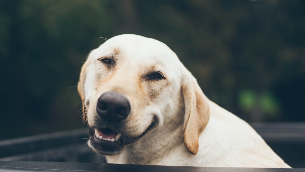 jonathan-daniels-CdVG9f96kyg-unsplash