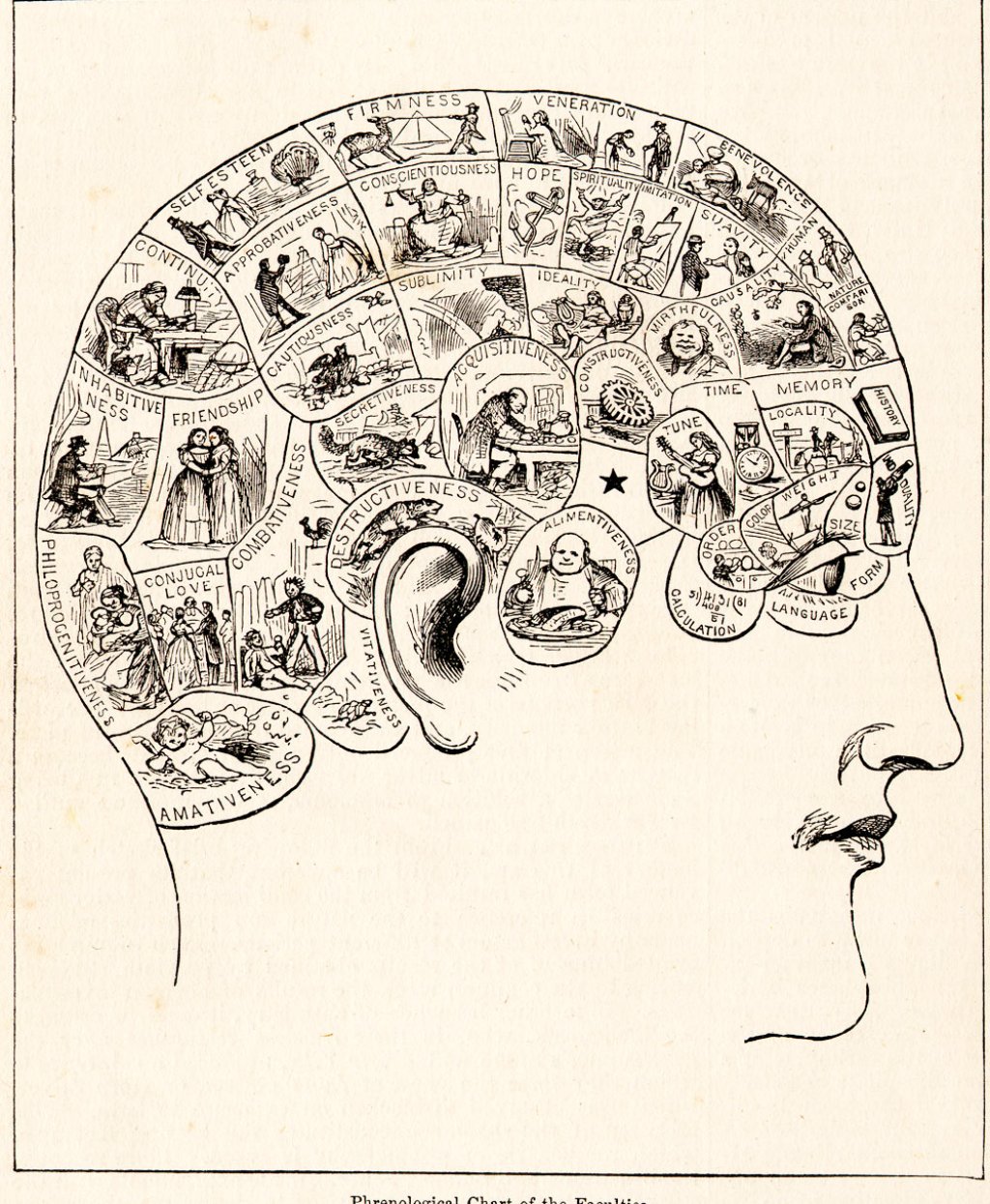PhrenologyPix