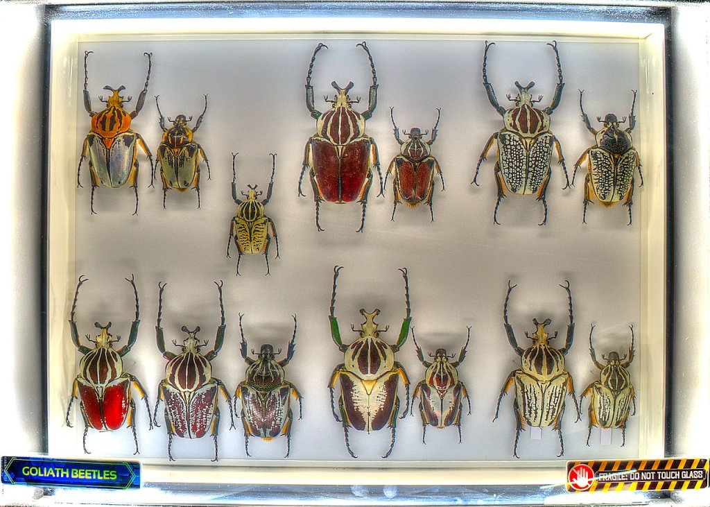 1280px-17_13_234_beetles