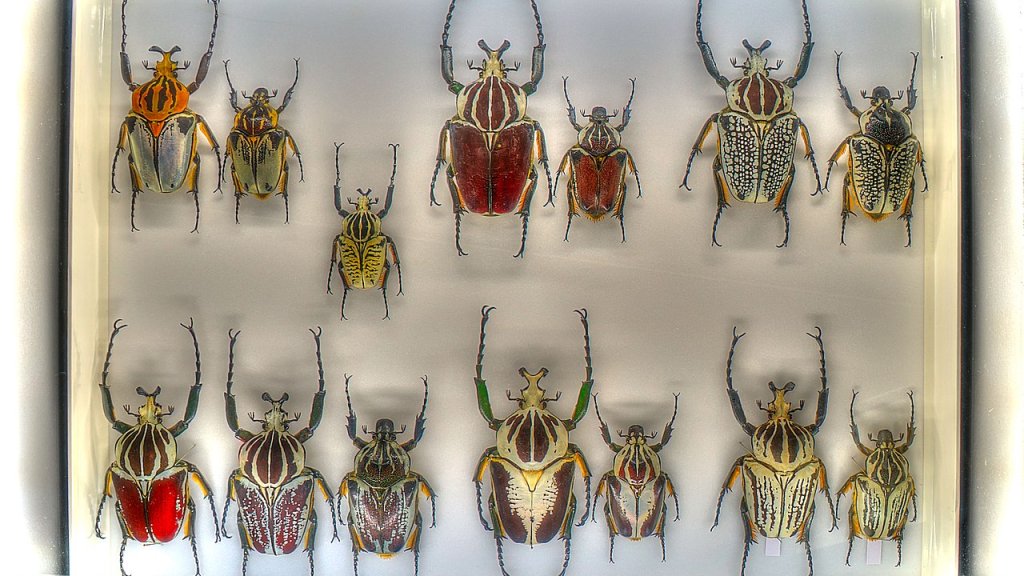 1280px-17_13_234_beetles