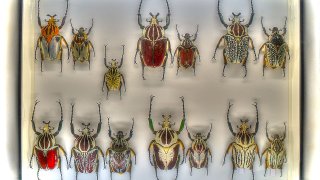 1280px-17_13_234_beetles