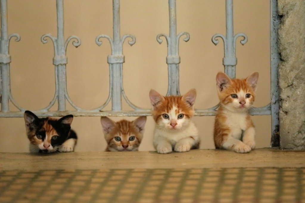 Кадър от филма \"Kedi\".
