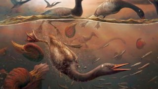 vegavis-iaai-swimming