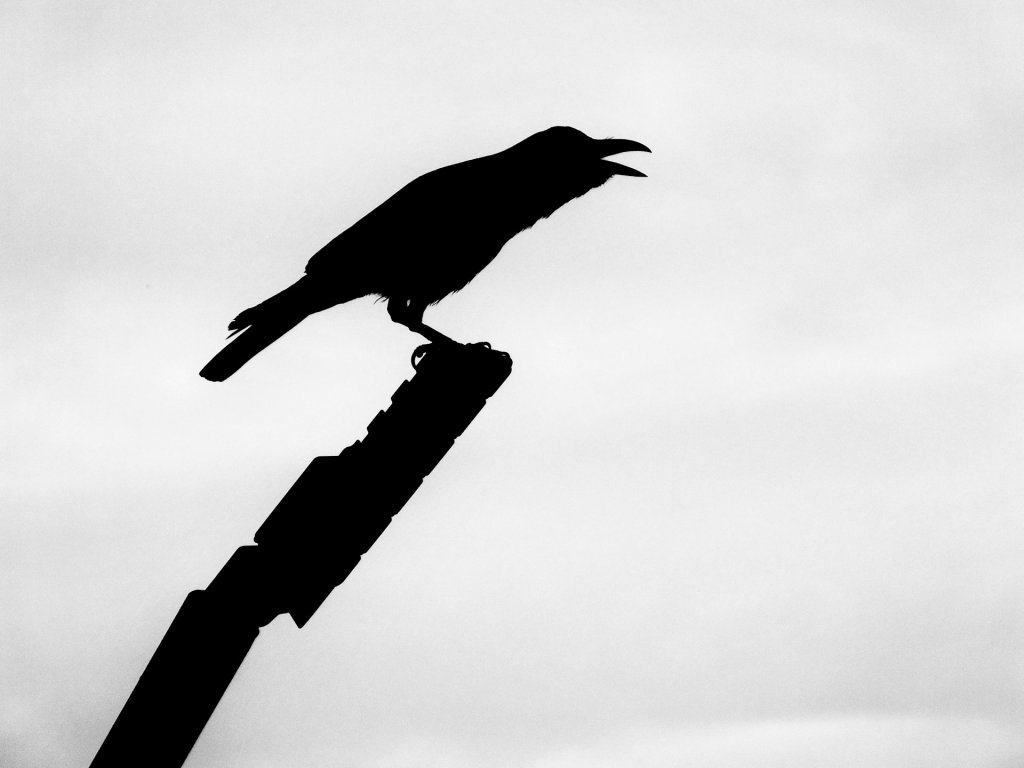 raghav-srikanth-VpDo--IGVRE-unsplash