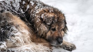 бездомни животни бездомно куче зима
