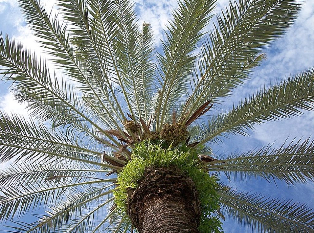 Phoenix_dactylifera
