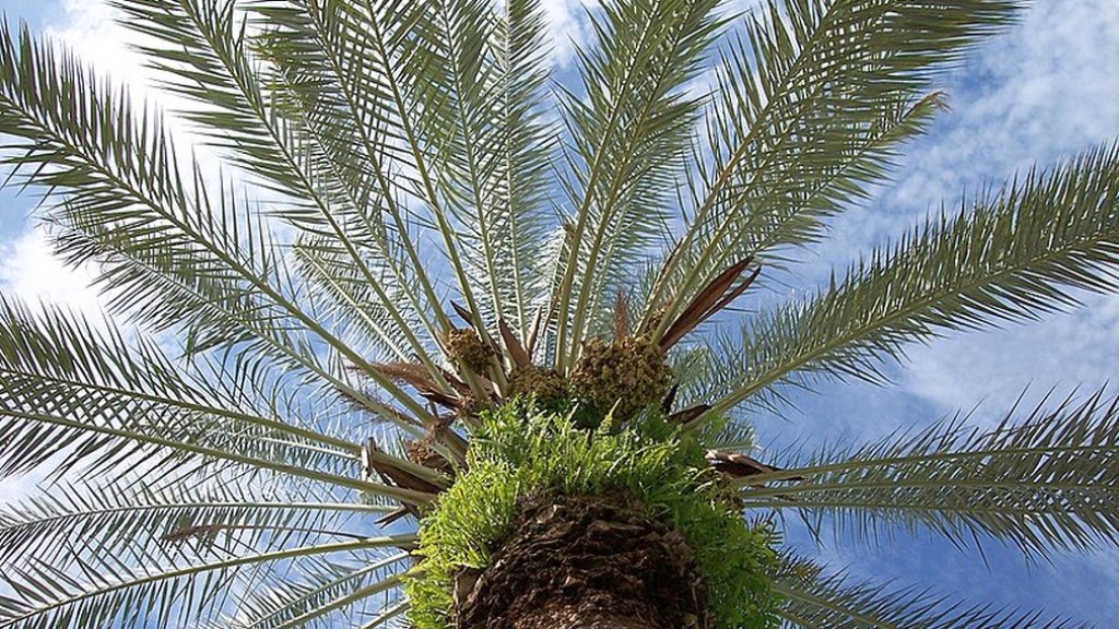 Phoenix_dactylifera