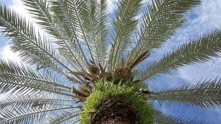 Phoenix_dactylifera