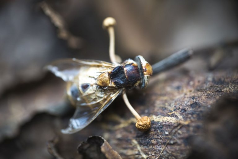 Тялото на муха, заразена и убита от гъба от рода кордицепс.