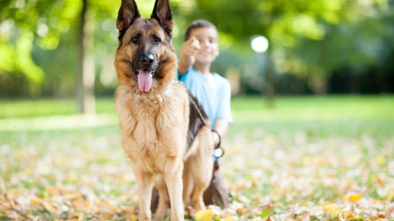 Немска овчаркаВъзпитани правилно, немските овчарки са истински нежни гиганти, които обожават да лудуват и тичат около палави деца. Овчарките са търпеливи, не реагират бурно на силни звуци и имат безпогрешни инстинкти да пазят най-малките си хора.