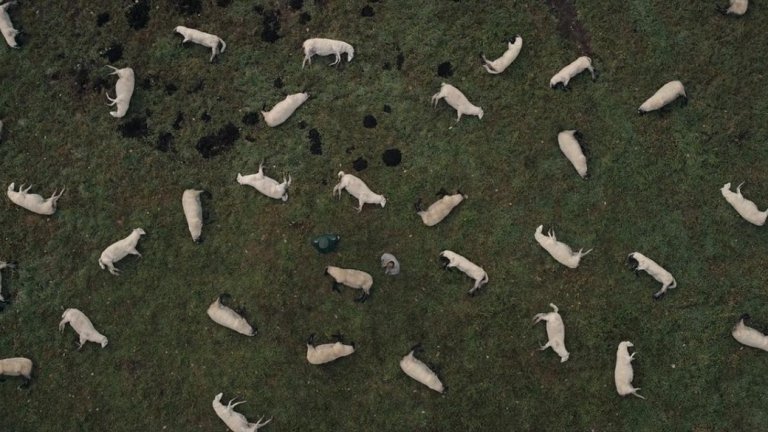 Мистериите обаче не са свързани само с изчезването на деца. Полицаи във Винден чешат глави и около внезапното и необяснимо измиране на цяло стадо с животни, както и честите случаи на "дъжд" от умрели птици.