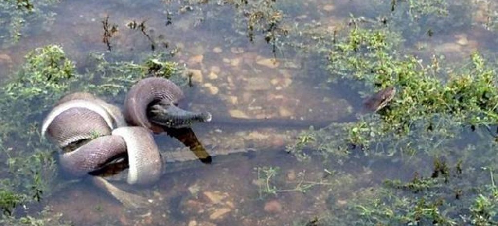 snake-crocodile-aus