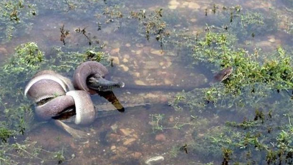 snake-crocodile-aus