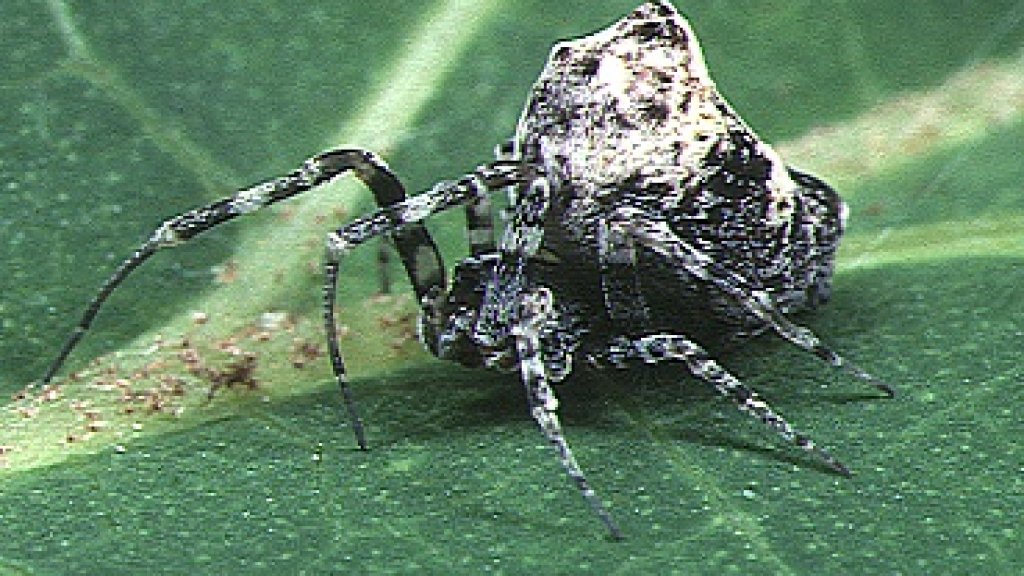 Philoponella.prominens.female.2.-.takinawa
