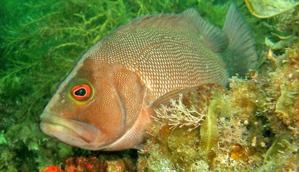 epinephelides_armatus