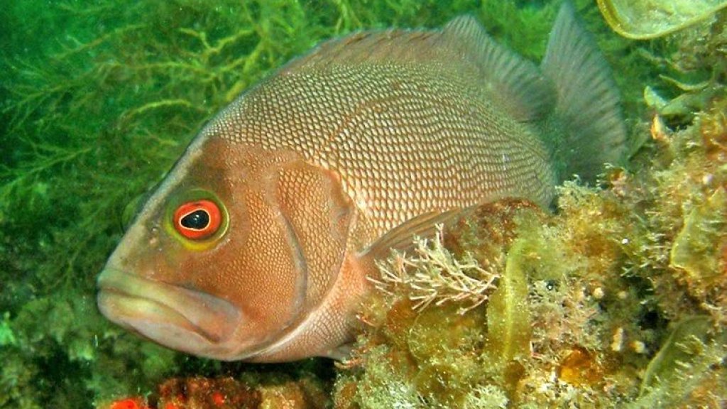 epinephelides_armatus