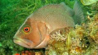 epinephelides_armatus