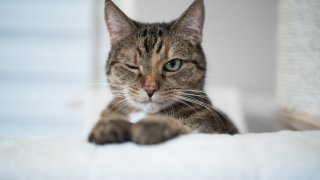Обичайно тези животни са с нас по-дълго от кучетата