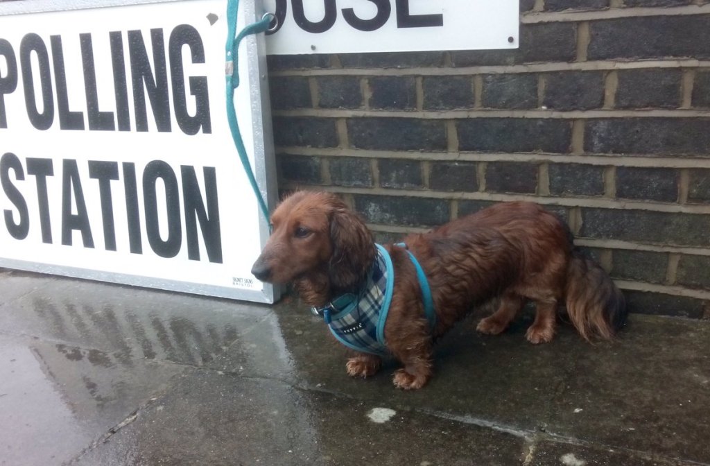 #dogsatpollingstations