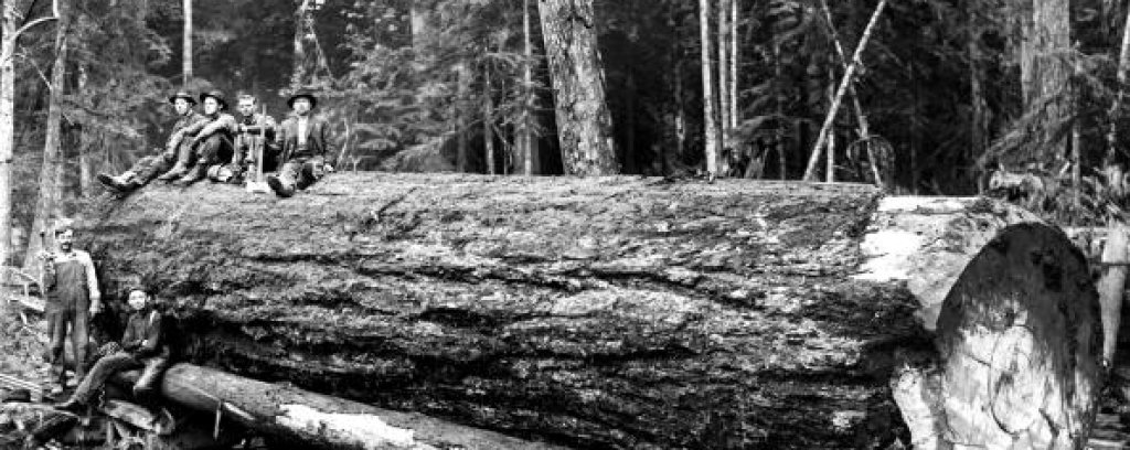Истинските lumberjacks
