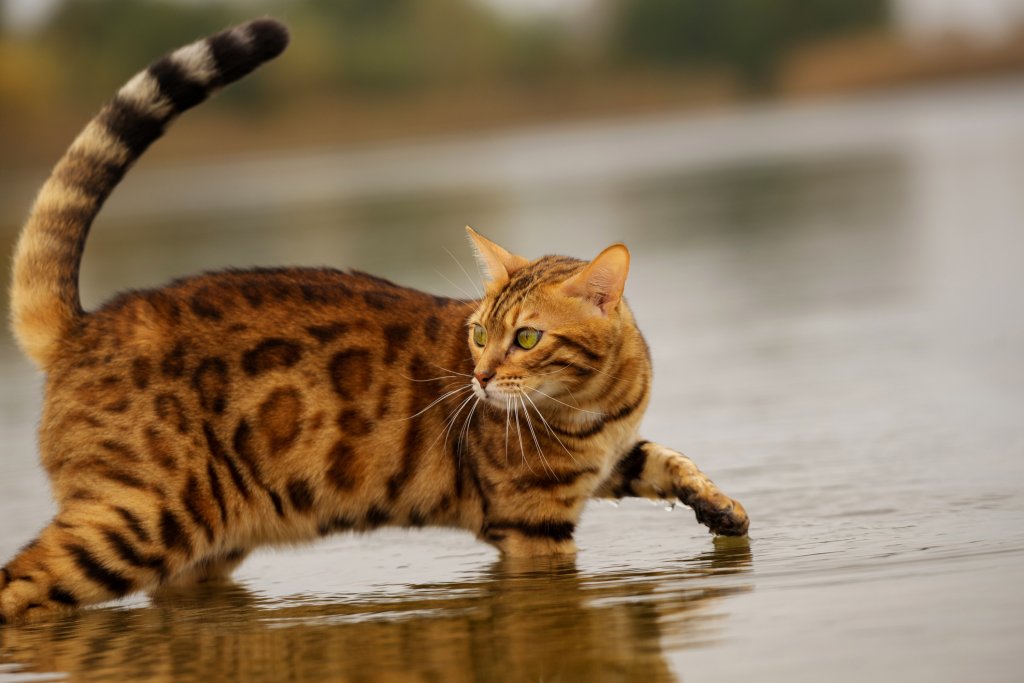 Бенгалска котка
Това е една от малкото породи с къс косъм, които харесват водата. Бенгалската котка е хибрид – кръстоска между домашна и азиатска леопардова котка, на което се дължи и страхотният ѝ външен вид. Те са в състояние да влязат под душа или във ваната със стопанина си и обичат да плуват. Интересът към водата идва от дивото наследство на тези животни.