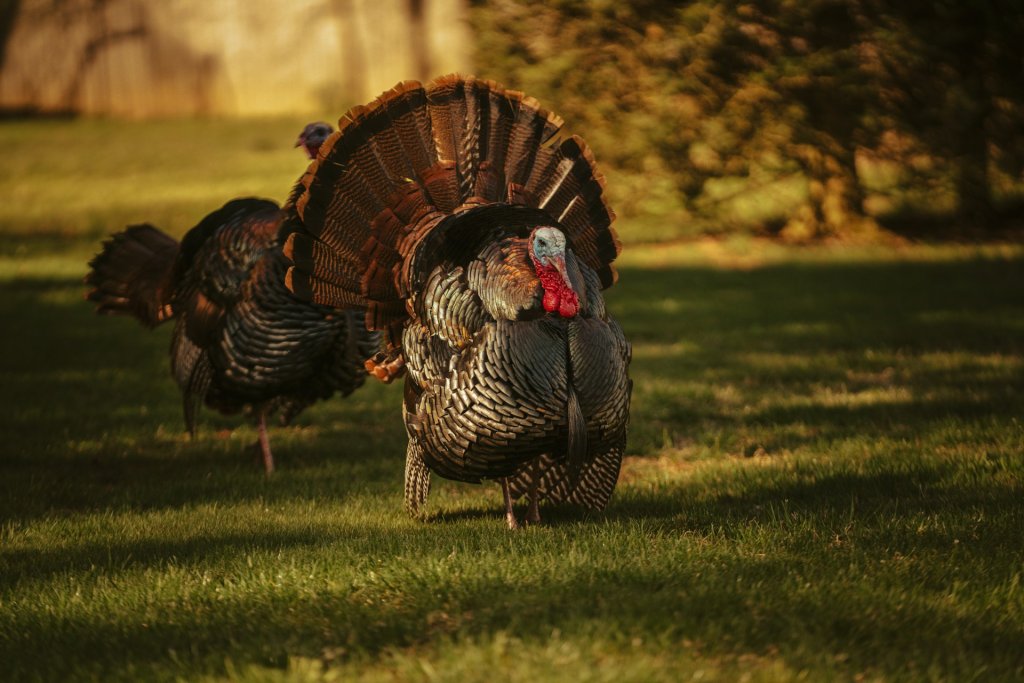 tyler-donaghy-Jnp4us39yuU-unsplash