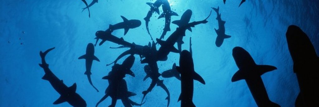 Вижте в галерията 8 неща, от които е по-вероятно да загинете, отколкото от нападение на акула...