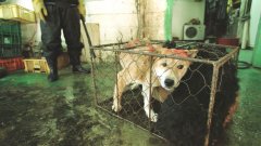 Страната ще компенсира фермите за кучета, за да прекратят дейност до 3 години