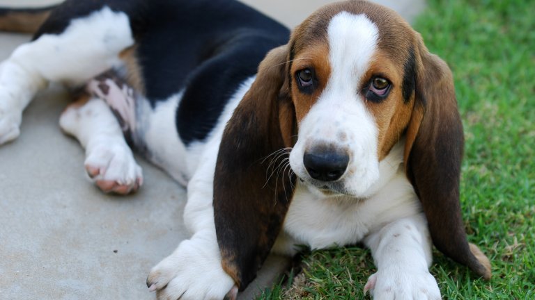 БасетМоже и да не са идеална компания за игри, но басет остават напълно спокойни даже и при силна дандания. Докато около тях тече шумна гоненица, те дори могат да подремнат тихо на дивана. Гальовни са и нямат против нежно внимание, когато децата се наиграят.