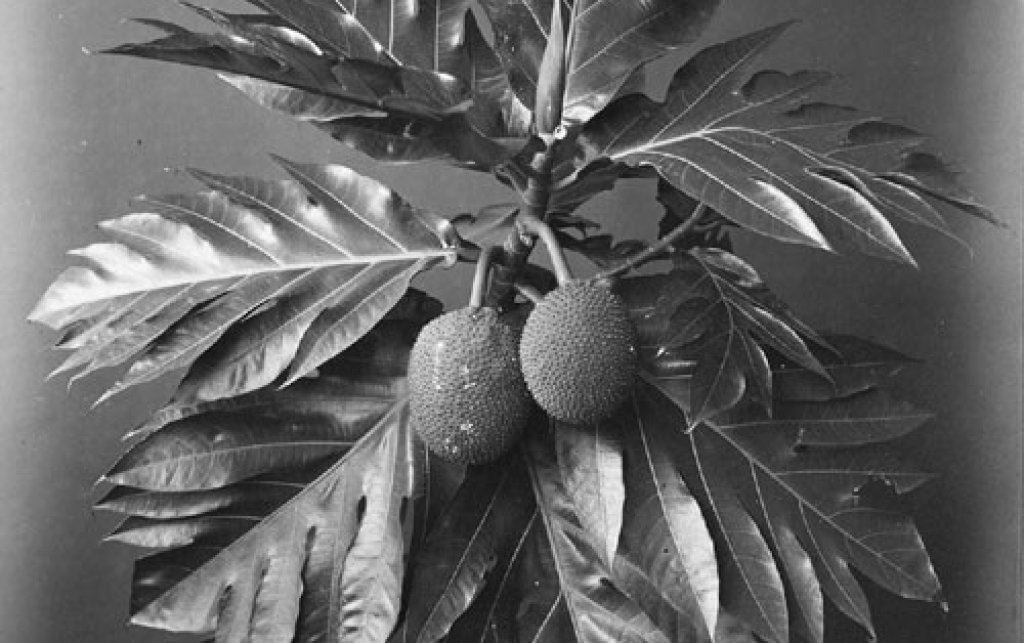 Breadfruit
