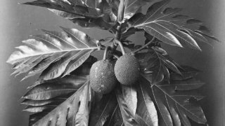 Breadfruit