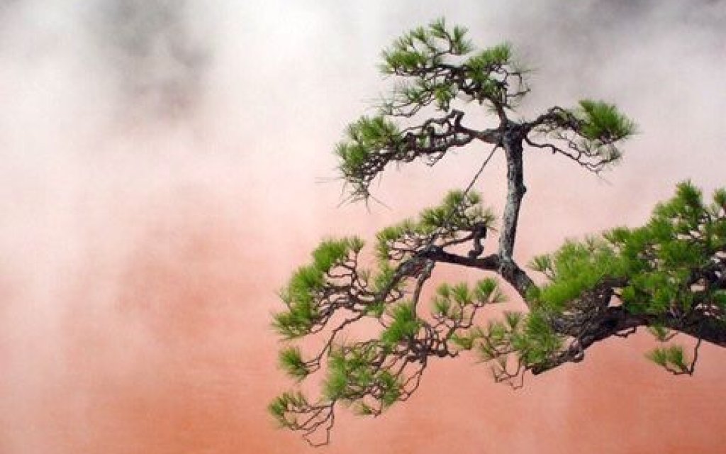 Iron Red Hot Spring and Bonsai