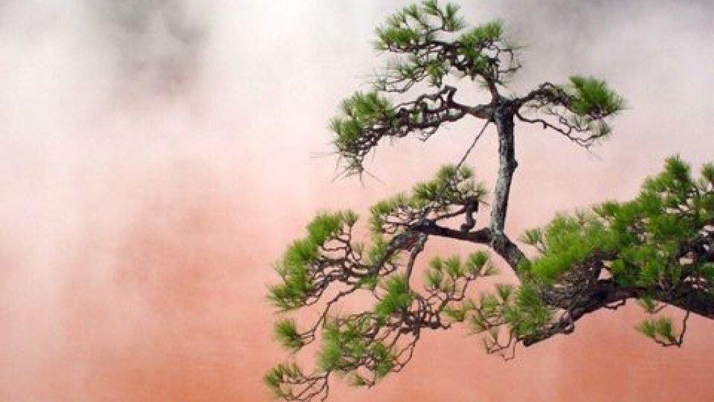 Iron Red Hot Spring and Bonsai