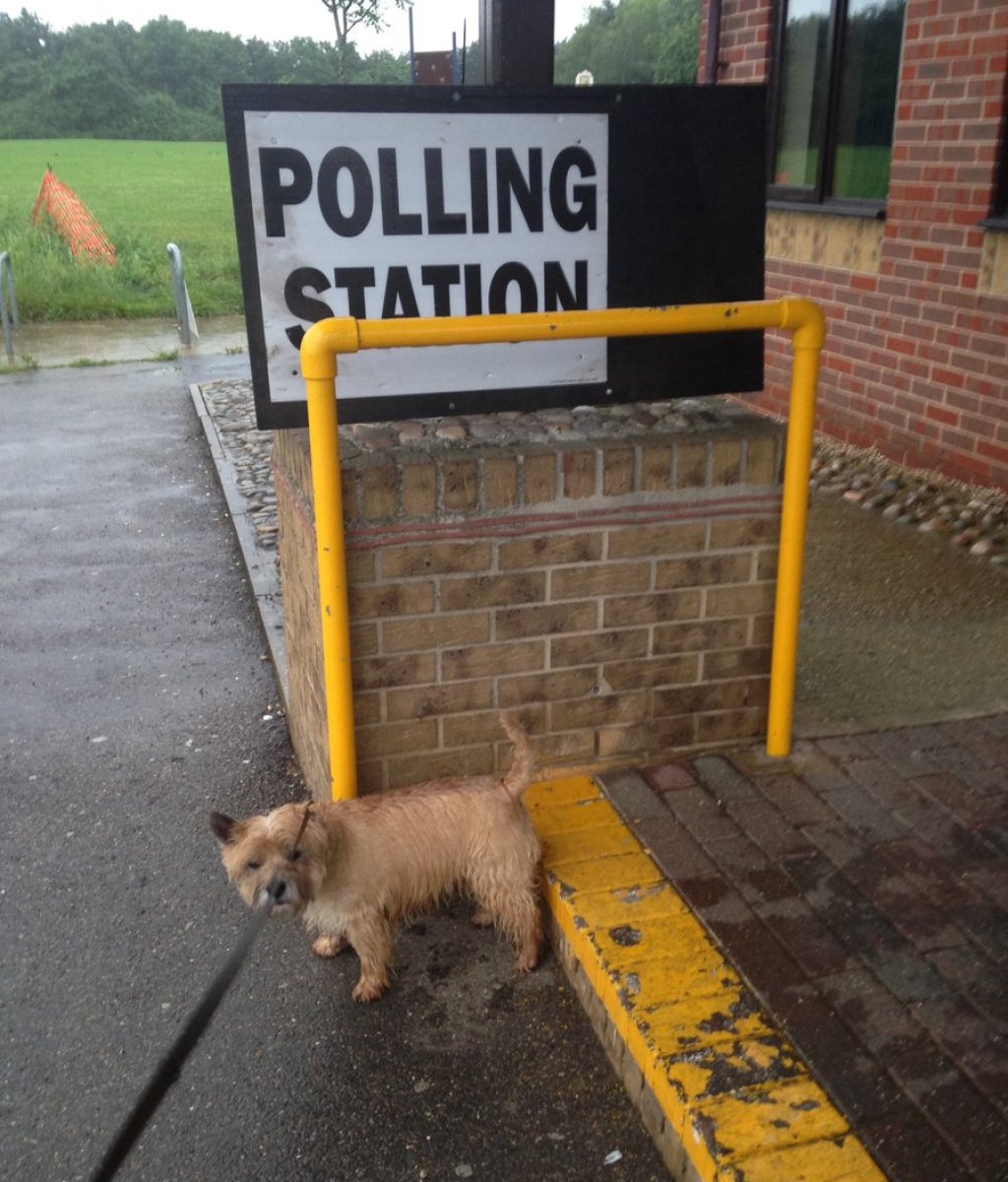 #dogsatpollingstations