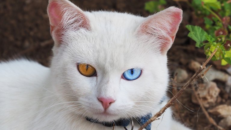 Као маниВ Тайланд – родината на породата – ги наричат „белите диаманти“. Това е една от най-древните породи котки, защото корените ѝ могат да се проследят назад до над 1000 години. Видът ѝ е незабравим – снежнобяла козина и хетерохромни очи – синьо и жълтозелено. Докато Корниш Рекс нямат горна козина, Као мани нямат долна заради меките температури на Тайланд.