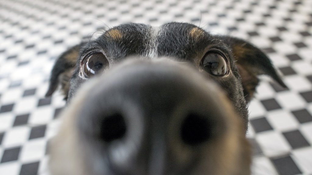 Playful dog face, black white and brown, with nose close to the camera lens, focus on face, closeup, with black and white tiled floor background