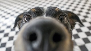 Playful dog face, black white and brown, with nose close to the camera lens, focus on face, closeup, with black and white tiled floor background