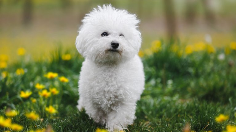 Бишон фризе
Френската болонка, както е известна у нас, също е напълно бяла със специфична къдрава и пухкава козина. Селектирана е като кръстоска между пудел и воден шпаньол и е страхотно куче за апартамент. Трябва да се сресва редовно и периодично да се води при специалист за професионален грууминг.