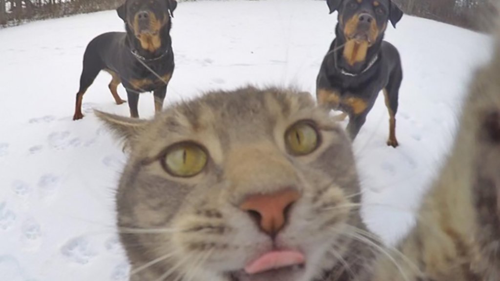 Селфи Котка