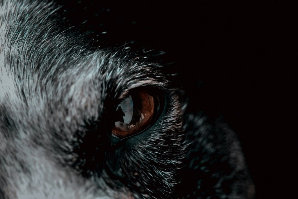 virginia-johnson-zo_YtvTx4yI-unsplash