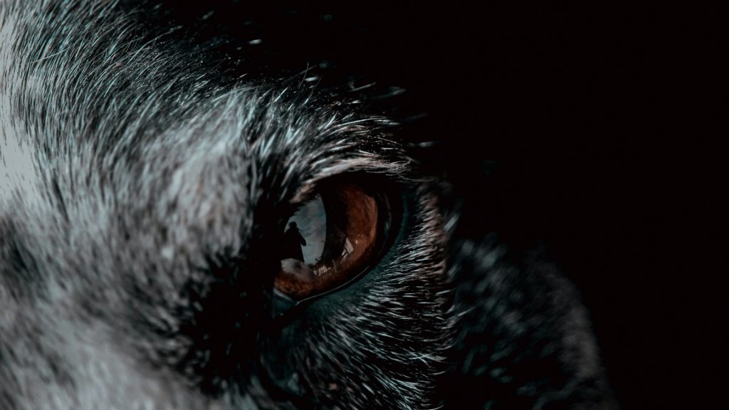 virginia-johnson-zo_YtvTx4yI-unsplash